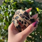 کمربند پلنگی